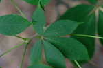 Bottlebrush buckeye